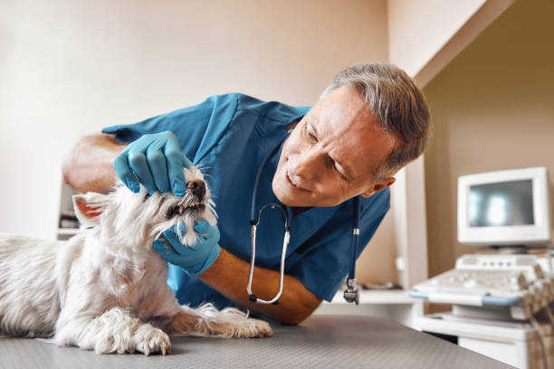 Best Pediatric Emergency Dentist in Sanford, NC